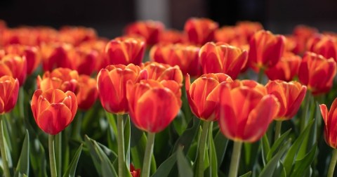 Enjoy The Most Colorful Spring Festival In Iowa At The Orange City Tulip Festival