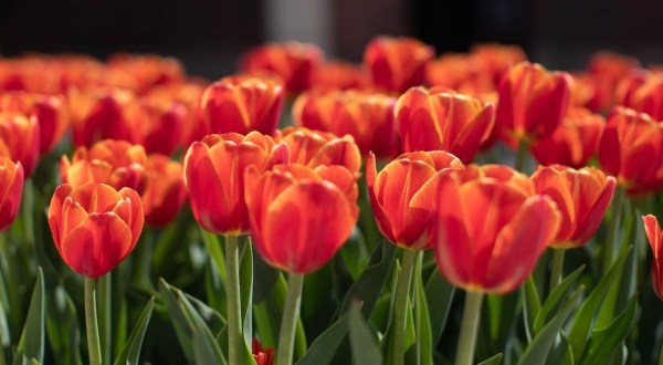 Enjoy The Most Colorful Spring Festival In Iowa At The Orange City Tulip Festival