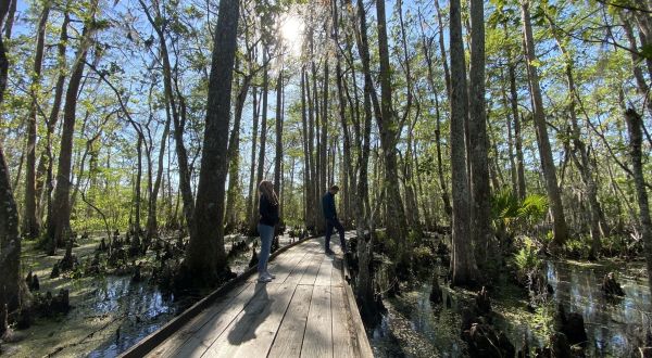 There Are More Alligators Than There Are Miles Along This Beautiful Hiking Trail In Louisiana