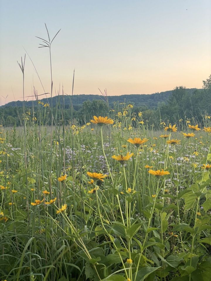 wildflowers in Wisconsin