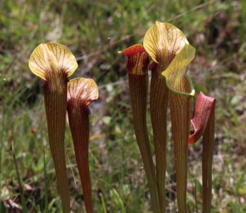 There Are More Pitcher Plants Than There Are Miles Along This Beautiful Hiking Trail In Mississippi