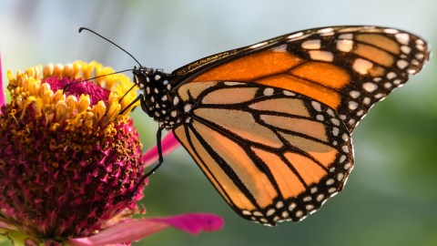 Millions Of Monarch Butterflies Are Headed Straight For Connecticut This Spring