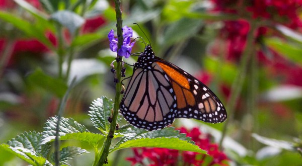 Monarch Butterflies Are Headed Straight For Rhode Island This Spring