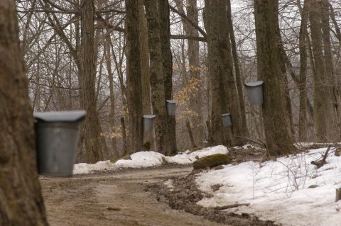 The Ohio Department Of Natural Resources Is Hosting 4 Maple Syrup Festivals At State Parks In 2023