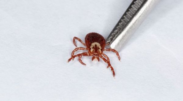 A Tickborne Illness That Can Be More Severe Than Lyme Disease Is On The Rise In Maine