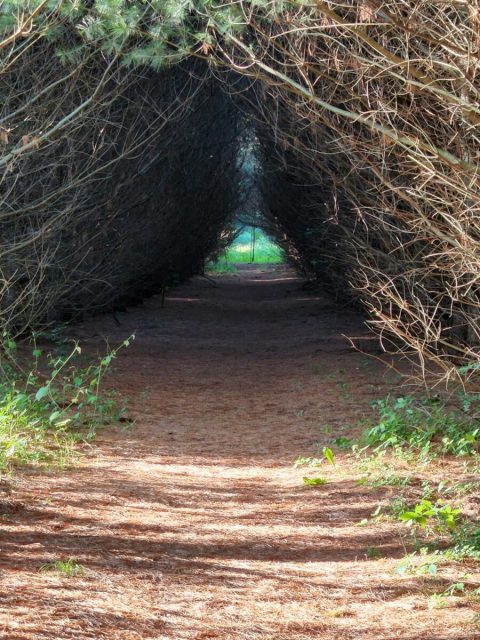 The Ambler Flatwoods North Loop Features A Tunnel Of Trees In Indiana And It's Positively Magical