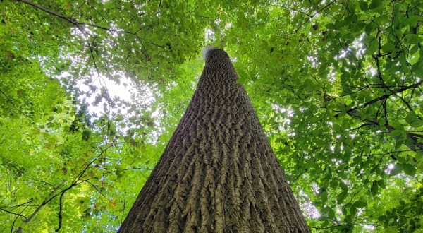 There’s No Other Natural Landmark In Indiana Quite Like This 150+ Year Old Forest