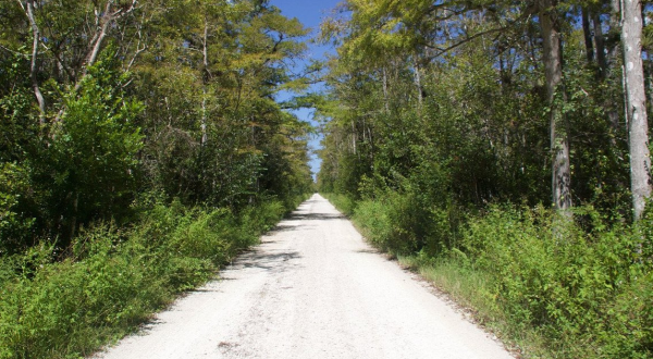 This Scenic Drive Runs Straight The Florida Everglades, And It’s A Breathtaking Journey