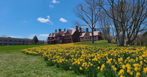 Rhode Island Daffodil Days Will Have Over 1,300,000 Flowers In Bloom This Spring