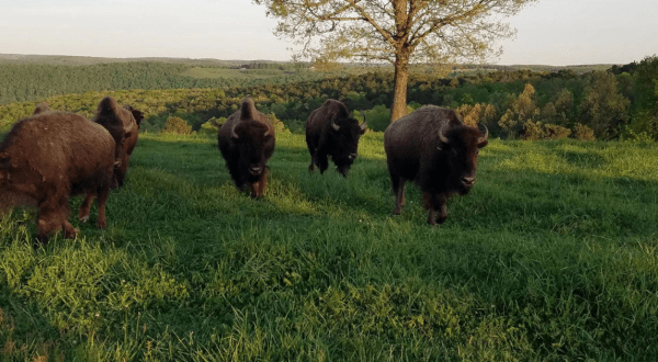 The 3000-Acre Wilderness Rider Buffalo Ranch & Adventure Park In Arkansas Is A Fun Destination For A Summer Day