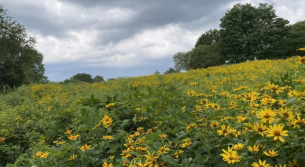This Little Known Trail In Pennsylvania Is Perfect For Finding Loads Of Wildflowers