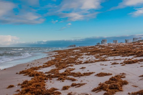 A Gigantic Seaweed Blob Bigger Than The Entire U.S. Is Headed Straight For Florida