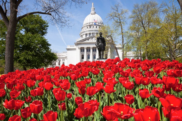 Red tulips in front of State Capitol Building in Madison, Wisconsin.