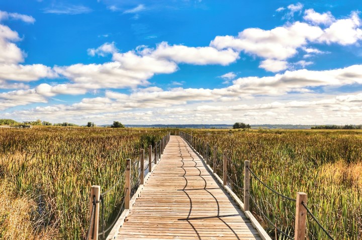 Shot of the boardwalk that winds through a portion of the Horicon Marsh in Wisconsin.