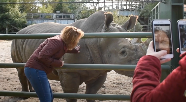 Play With Rhinos At The Virginia Zoo For An Adorable Adventure
