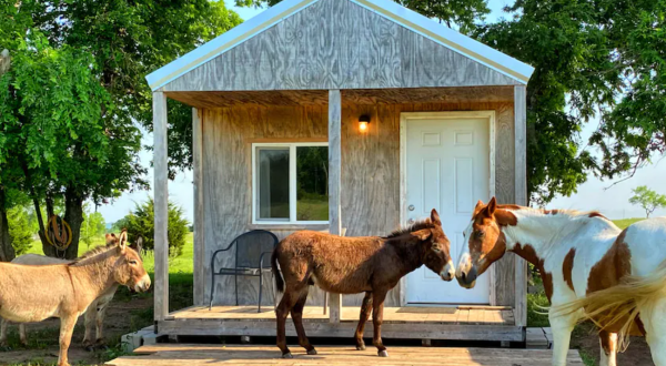 This Little Cabin On A Donkey Ranch In Oklahoma Is The Coolest Place To Spend The Night