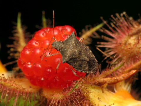 This Year, Washington Is Experiencing A Major Surge In Stink Bug Populations