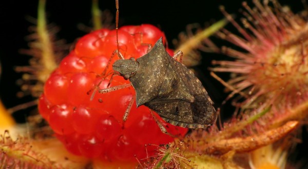 This Year, Washington Is Experiencing A Major Surge In Stink Bug Populations