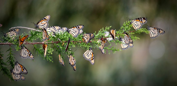 monarch butterflies in New Jersey