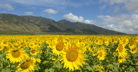 Few People Know About This Hawaii Valley Covered In Sunflowers