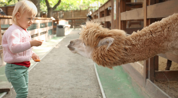 There’s An Alpaca Farm In Northern California And You’re Going To Love It