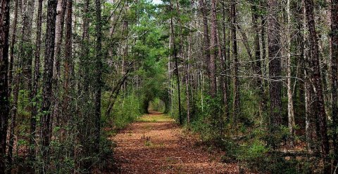 Experience The Beauty Of Up To 11 Different Ecosystems When You Visit Big Thicket National Preserve In Texas