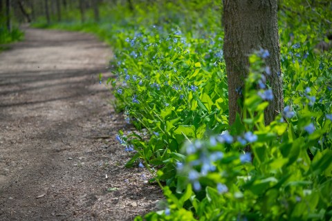 Few People Know About This Cleveland Metroparks Trail Covered in Bluebells