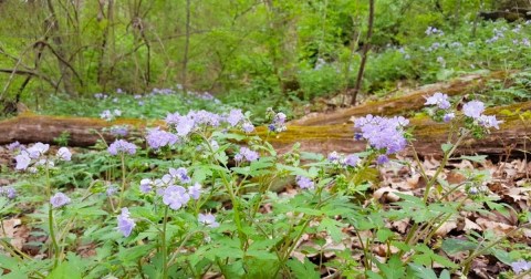 This Little-Known Trail In Alabama Is Perfect For Finding Loads Of Wildflowers