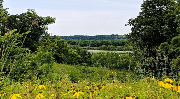 Few People Know About This Illinois Field Covered In Wildflowers