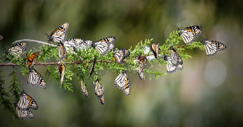 Monarch Butterflies Are Headed Straight For New Jersey This Spring