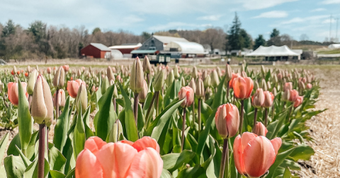 Enjoy The Most Colorful Spring Festival In Massachusetts At The Cider Hill Farm Tulip Fest