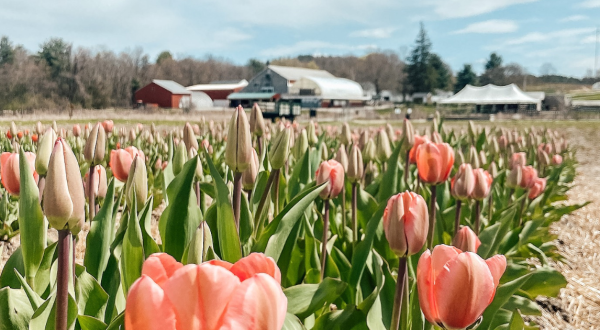 Enjoy The Most Colorful Spring Festival In Massachusetts At The Cider Hill Farm Tulip Fest