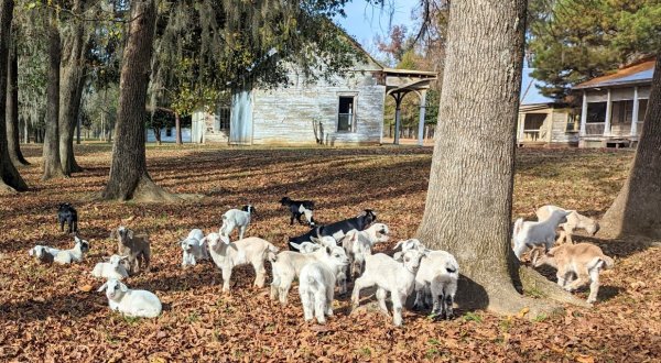 Hang Out With Goats On Jackson Lake Island In Alabama For A Unique Adventure