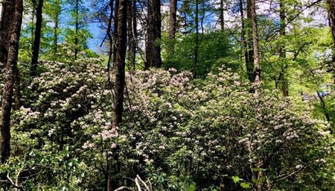 Few People Know About This North Carolina Trail Covered In Mountain Laurel