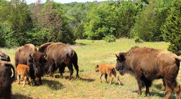 The Chickasaw National Recreation Area’s Bison Herd In Oklahoma Is Getting A New Pasture