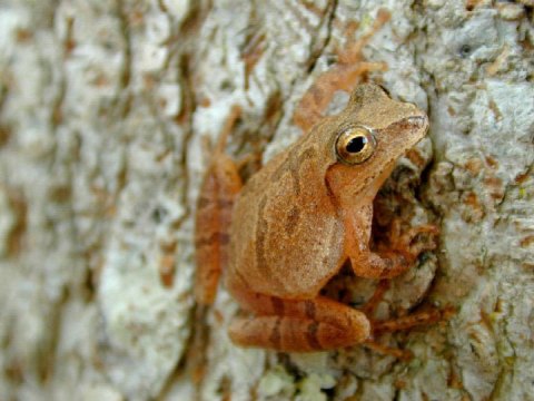 Thousands Of Singing Spring Peepers Are A Welcome Sound Of Normalcy Here In Cleveland