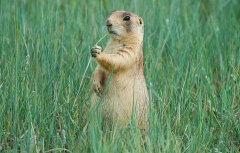 Utah Prairie Dog Day At Bryce Canyon Is The Most Adorable Spring Celebration Of All Time