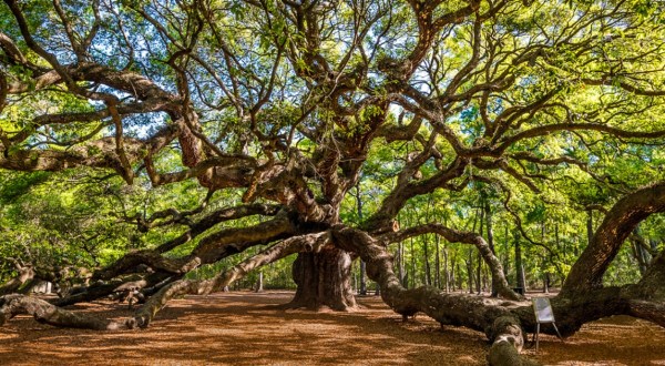 The Most Beautiful Tree In America Is Right Here In South Carolina… And It Isn’t General Sherman