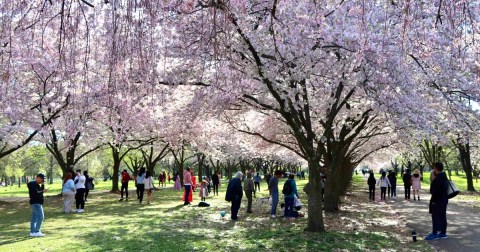 Enjoy The Most Colorful Spring Festival In Pennsylvania At The Subaru Cherry Blossom Festival