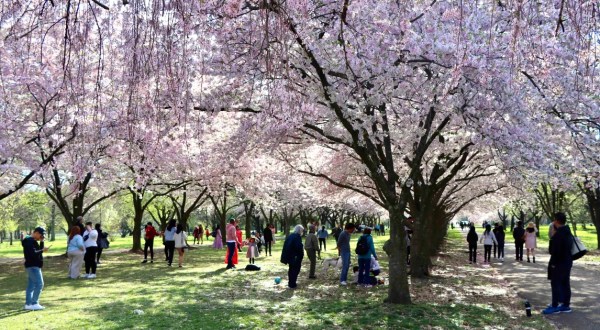 Enjoy The Most Colorful Spring Festival In Pennsylvania At The Subaru Cherry Blossom Festival