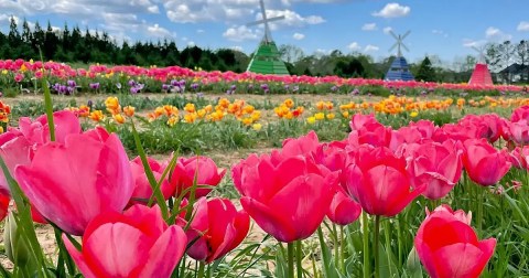 Enjoy The Most Colorful Spring Festival In Georgia At The Yule Forest Tulip Festival