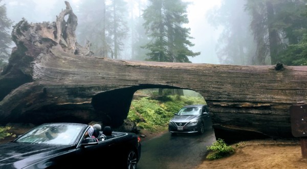 You Can Drive Through A Tunnel Created In The Side Of This Fallen Tree In Sequoia National Park
