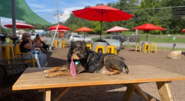 Order Charcuterie And A Pint While You Play With Puppies At This Only-In-North-Carolina Taphouse