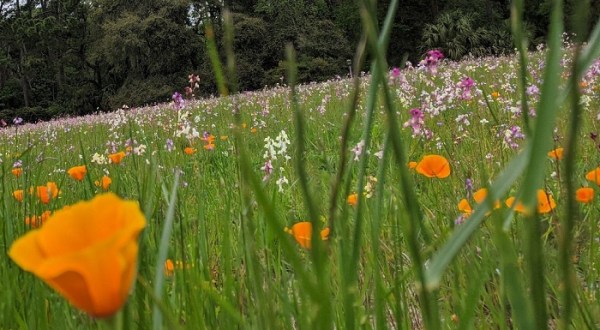 Few People Know About This South Carolina Wildflower Field