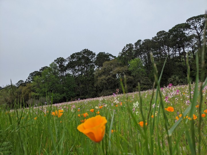 Wildflower Field In South Carolina