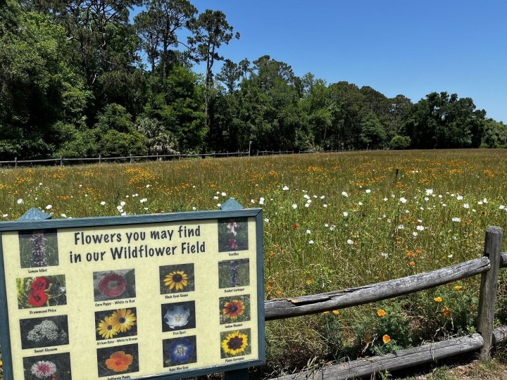 Wildflower Field in South Carolina