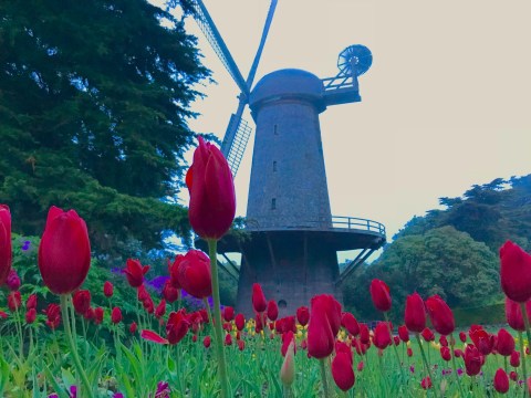 There Are Two Historic Windmills Hiding Right Here In Northern California And You'll Want To Plan Your Visit