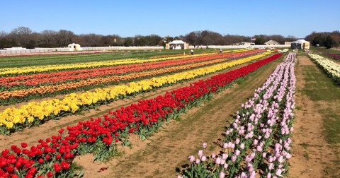You'll Want To Visit Texas Tulips, A Dreamy Tulip Farm In Texas This Spring