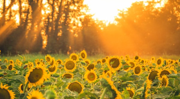 Farmers’ Almanac Predictions: Prepare For A Sweltering Summer In Missouri
