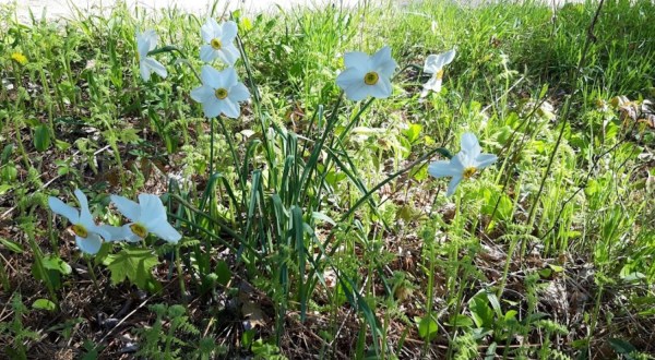 This Easy Wildflower Hike In Rhode Island Will Transport You Into A Sea Of Color